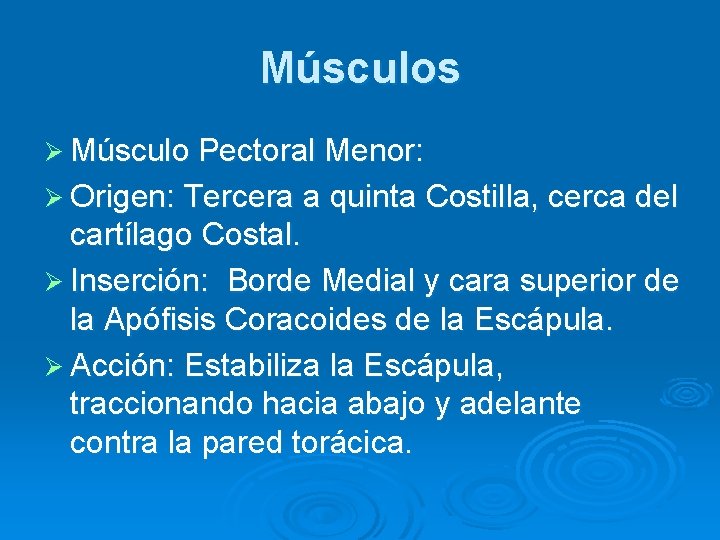 Músculos Ø Músculo Pectoral Menor: Ø Origen: Tercera a quinta Costilla, cerca del cartílago