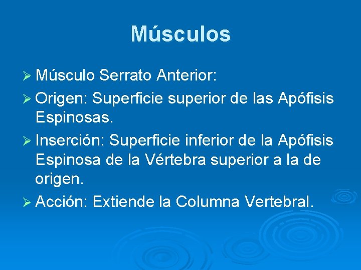 Músculos Ø Músculo Serrato Anterior: Ø Origen: Superficie superior de las Apófisis Espinosas. Ø