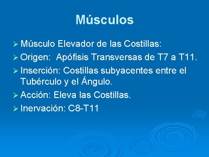 Músculos Ø Músculo Elevador de las Costillas: Ø Origen: Apófisis Transversas de T 7