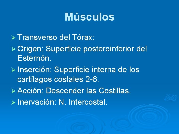Músculos Ø Transverso del Tórax: Ø Origen: Superficie posteroinferior del Esternón. Ø Inserción: Superficie Músculos Ø Transverso del Tórax: Ø Origen: Superficie posteroinferior del Esternón. Ø Inserción: Superficie