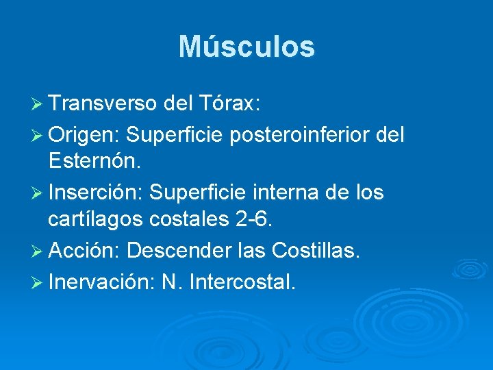 Músculos Ø Transverso del Tórax: Ø Origen: Superficie posteroinferior del Esternón. Ø Inserción: Superficie