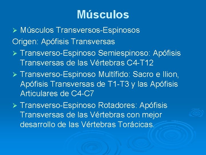 Músculos Transversos-Espinosos Origen: Apófisis Transversas Ø Transverso-Espinoso Semiespinoso: Apófisis Transversas de las Vértebras C