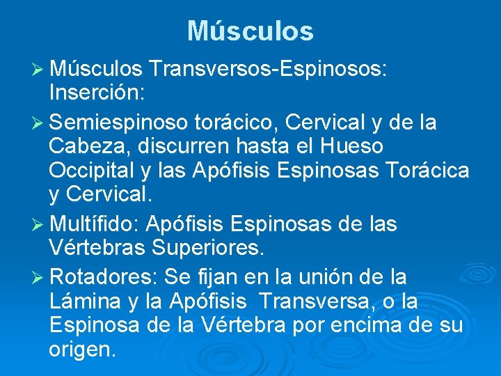 Músculos Ø Músculos Transversos-Espinosos: Inserción: Ø Semiespinoso torácico, Cervical y de la Cabeza, discurren