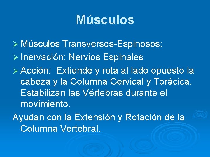 Músculos Ø Músculos Transversos-Espinosos: Ø Inervación: Nervios Espinales Ø Acción: Extiende y rota al