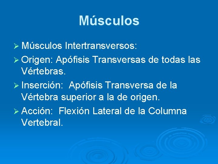 Músculos Ø Músculos Intertransversos: Ø Origen: Apófisis Transversas de todas las Vértebras. Ø Inserción: