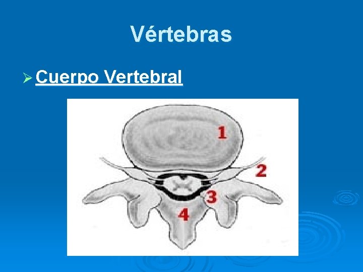 Vértebras Ø Cuerpo Vertebral 