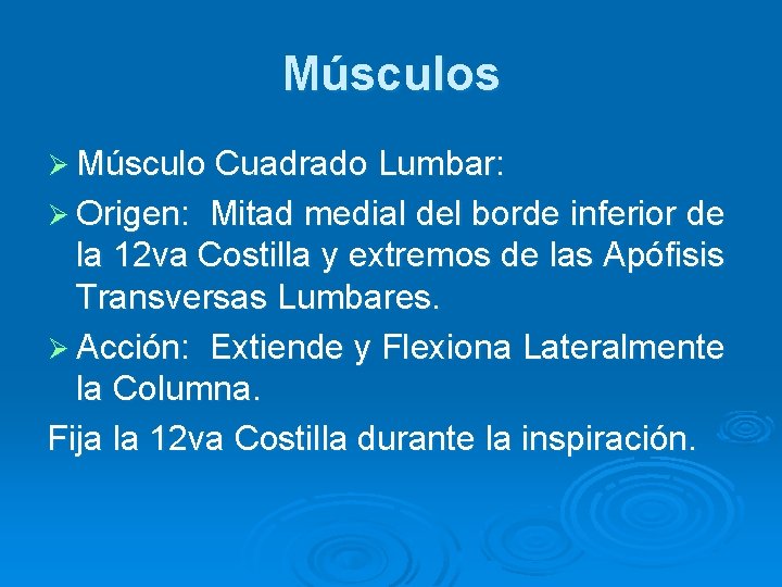 Músculos Ø Músculo Cuadrado Lumbar: Ø Origen: Mitad medial del borde inferior de la