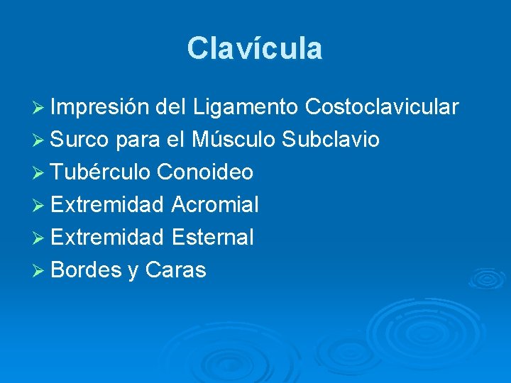 Clavícula Ø Impresión del Ligamento Costoclavicular Ø Surco para el Músculo Subclavio Ø Tubérculo