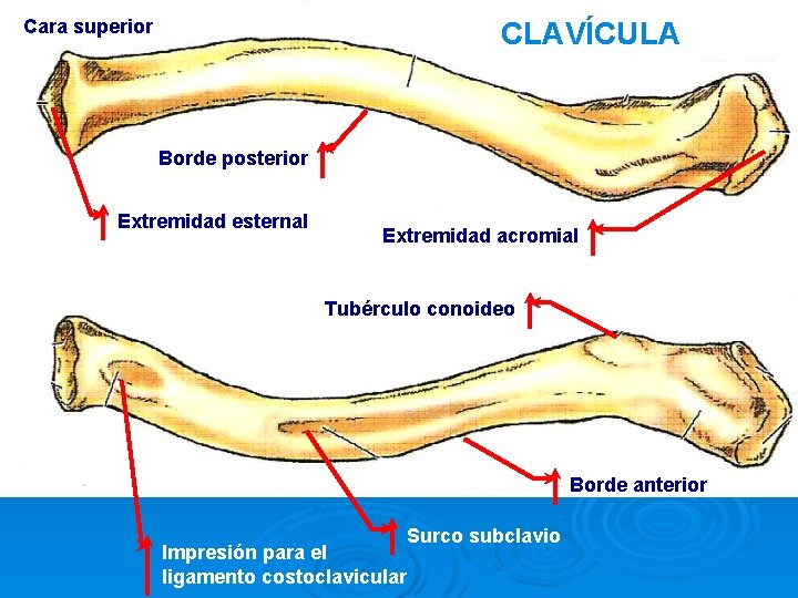 Cara superior CLAVÍCULA Borde posterior Extremidad esternal Cara inferior Extremidad acromial Tubérculo conoideo Borde