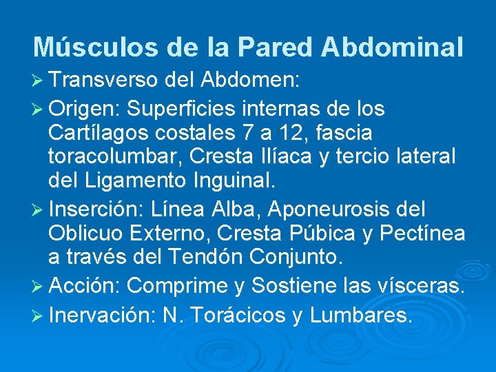 Músculos de la Pared Abdominal Ø Transverso del Abdomen: Ø Origen: Superficies internas de