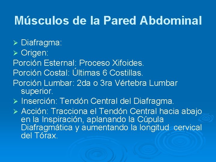 Músculos de la Pared Abdominal Diafragma: Origen: Porción Esternal: Proceso Xifoides. Porción Costal: Últimas