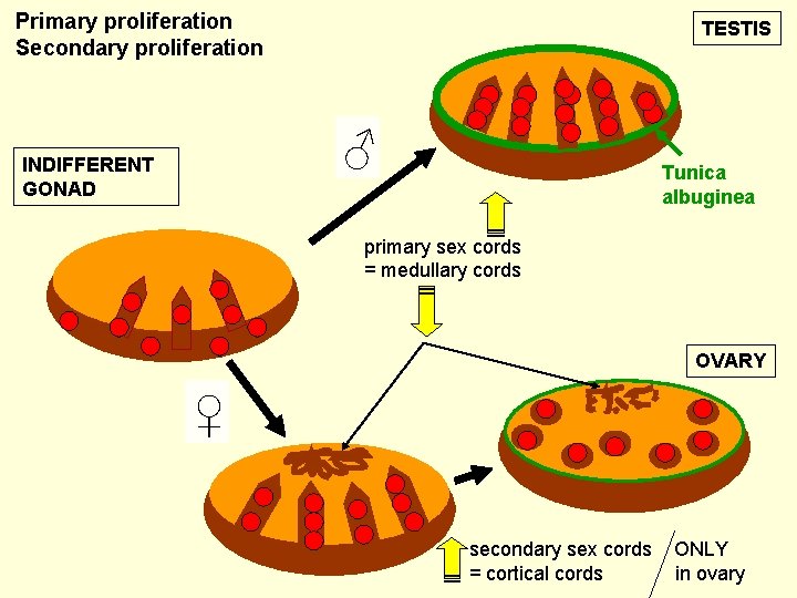 Primary proliferation Secondary proliferation TESTIS ♂ INDIFFERENT GONAD Tunica albuginea primary sex cords =