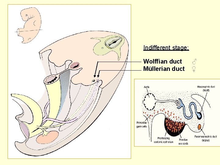 Indifferent stage: Wolffian duct ♂ Müllerian duct ♀ 