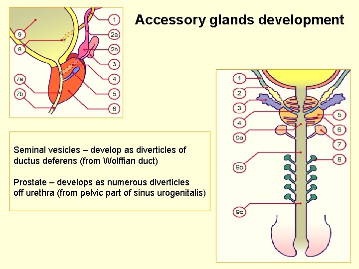 Accessory glands development Seminal vesicles – develop as diverticles of ductus deferens (from Wolffian