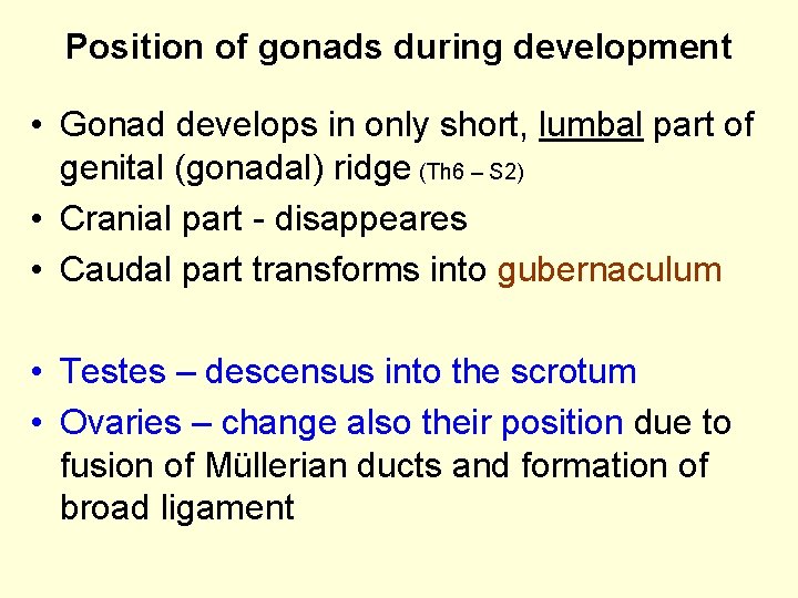 Position of gonads during development • Gonad develops in only short, lumbal part of