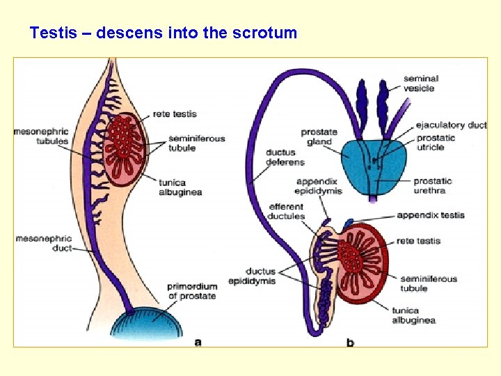 Testis – descens into the scrotum 