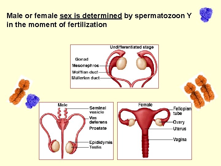 Male or female sex is determined by spermatozoon Y in the moment of fertilization