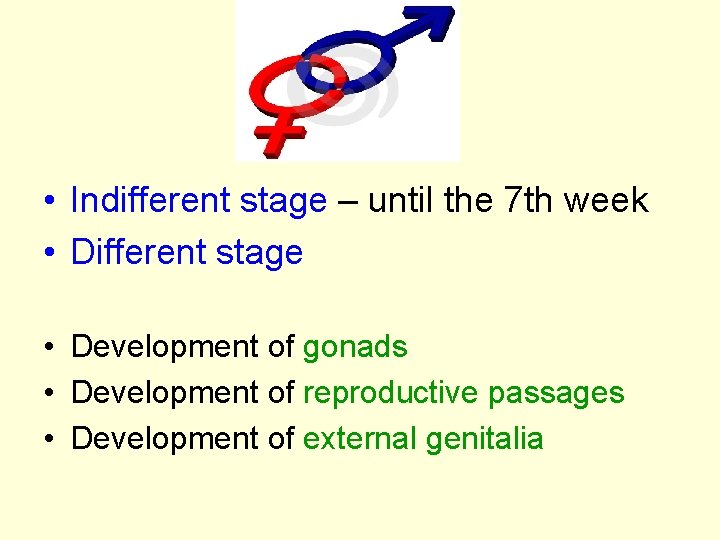  • Indifferent stage – until the 7 th week • Different stage •