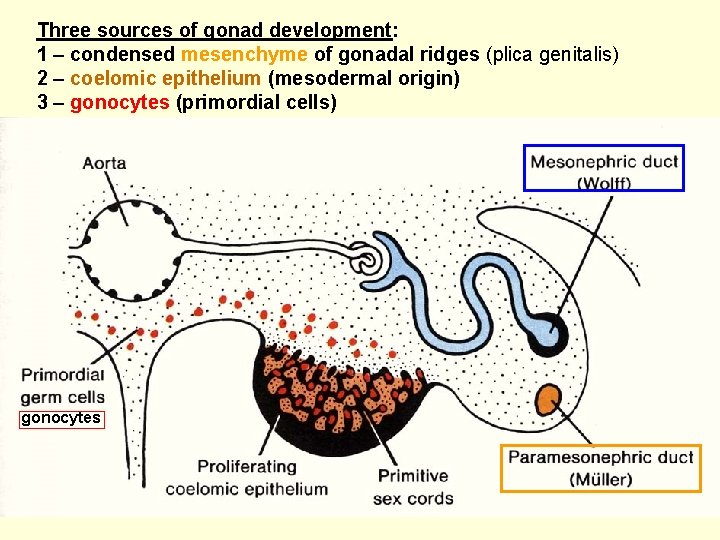 Three sources of gonad development: 1 – condensed mesenchyme of gonadal ridges (plica genitalis)