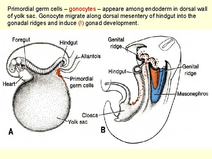 Primordial germ cells – gonocytes – appeare among endoderm in dorsal wall of yolk