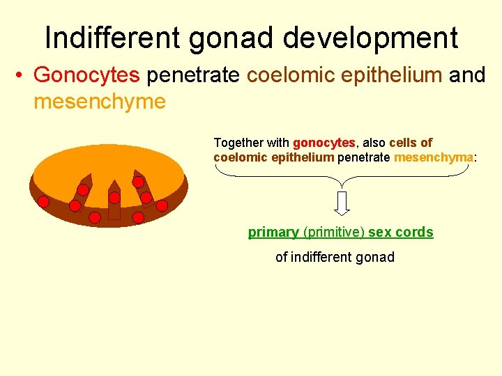 Indifferent gonad development • Gonocytes penetrate coelomic epithelium and mesenchyme Together with gonocytes, also