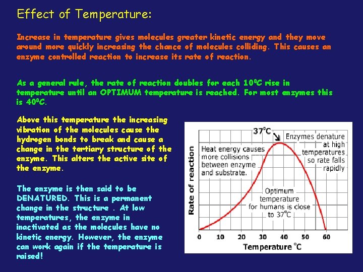 Effect of Temperature: Increase in temperature gives molecules greater kinetic energy and they move