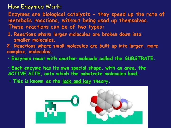 How Enzymes Work: Enzymes are biological catalysts - they speed up the rate of