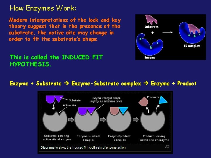 How Enzymes Work: Modern interpretations of the lock and key theory suggest that in