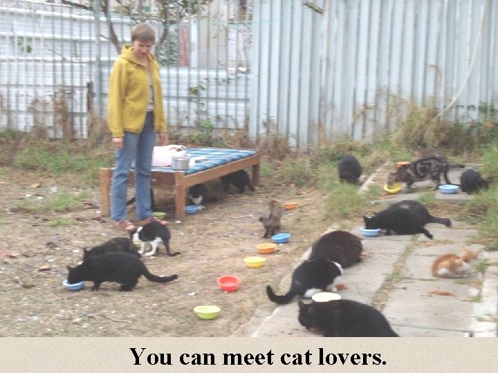 You can meet cat lovers. 