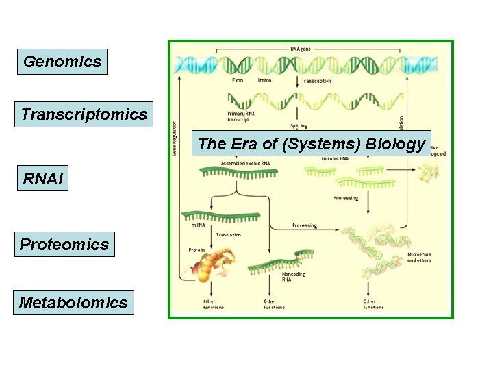 Genomics Transcriptomics The Era of (Systems) Biology RNAi Proteomics Metabolomics 