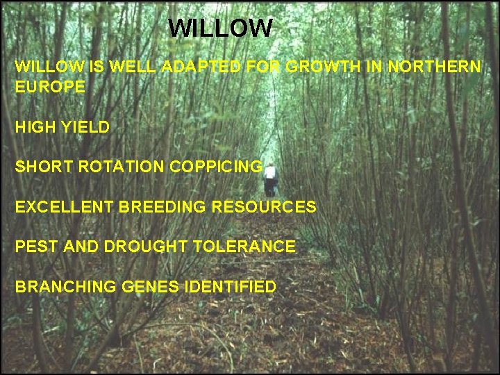 WILLOW IS WELL ADAPTED FOR GROWTH IN NORTHERN EUROPE HIGH YIELD SHORT ROTATION COPPICING