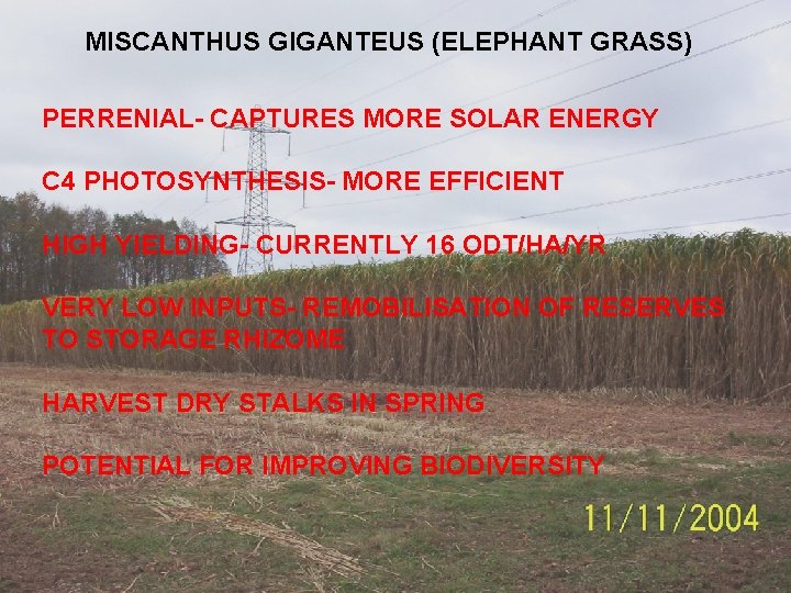 MISCANTHUS GIGANTEUS (ELEPHANT GRASS) PERRENIAL- CAPTURES MORE SOLAR ENERGY C 4 PHOTOSYNTHESIS- MORE EFFICIENT