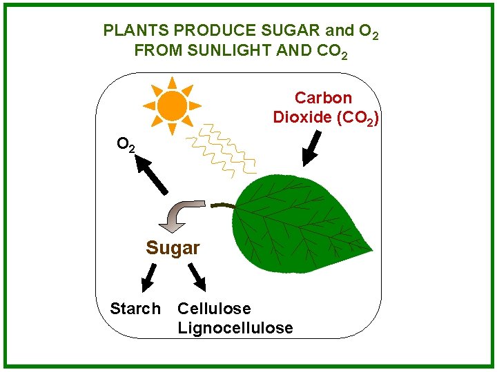 PLANTS PRODUCE SUGAR and O 2 FROM SUNLIGHT AND CO 2 Carbon Dioxide (CO