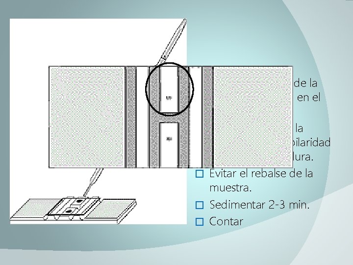 � � � Colocar la punta de la pipeta de Thoma en el borde