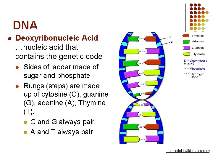 DNA l Deoxyribonucleic Acid …nucleic acid that contains the genetic code l l Sides