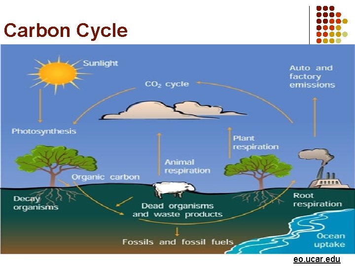 Carbon Cycle eo. ucar. edu 