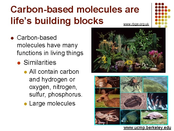 Carbon-based molecules are life’s building blocks www. rbge. org. uk l Carbon-based molecules have