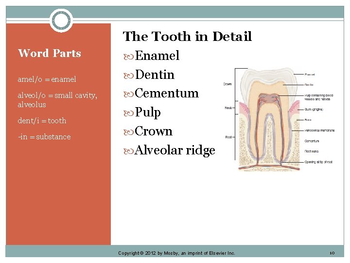 Word Parts amel/o = enamel alveol/o = small cavity, alveolus dent/i = tooth -in
