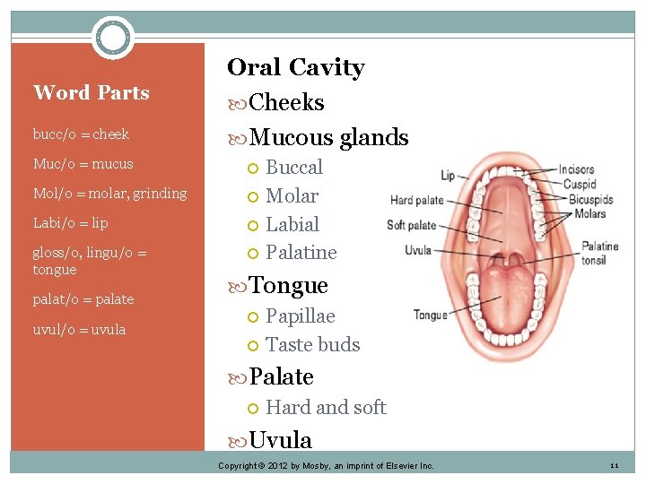 Word Parts bucc/o = cheek Oral Cavity Cheeks Mucous glands Muc/o = mucus Mol/o