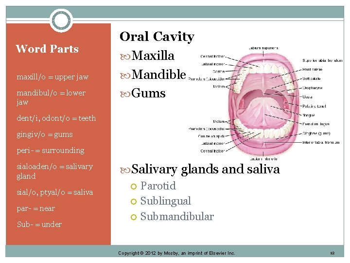 Word Parts maxill/o = upper jaw mandibul/o = lower jaw Oral Cavity Maxilla Mandible