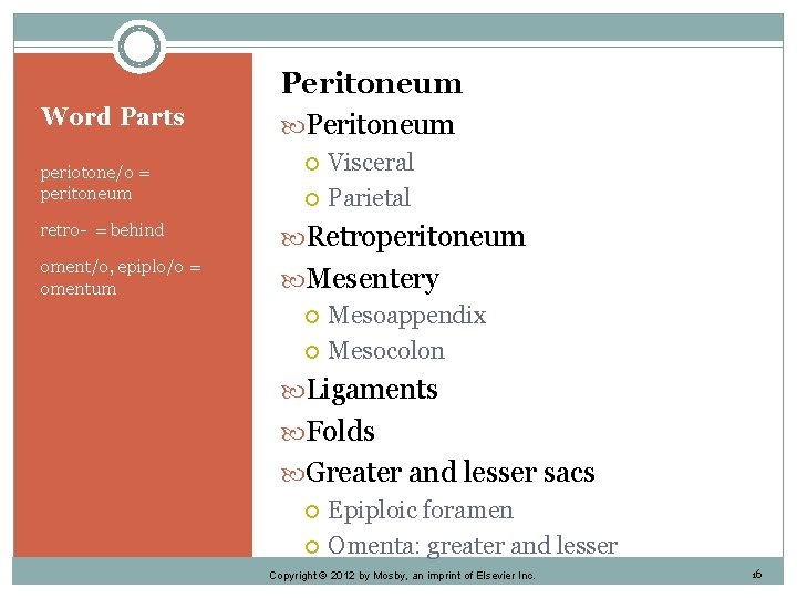Word Parts periotone/o = peritoneum Peritoneum Visceral Parietal retro- = behind Retroperitoneum oment/o, epiplo/o