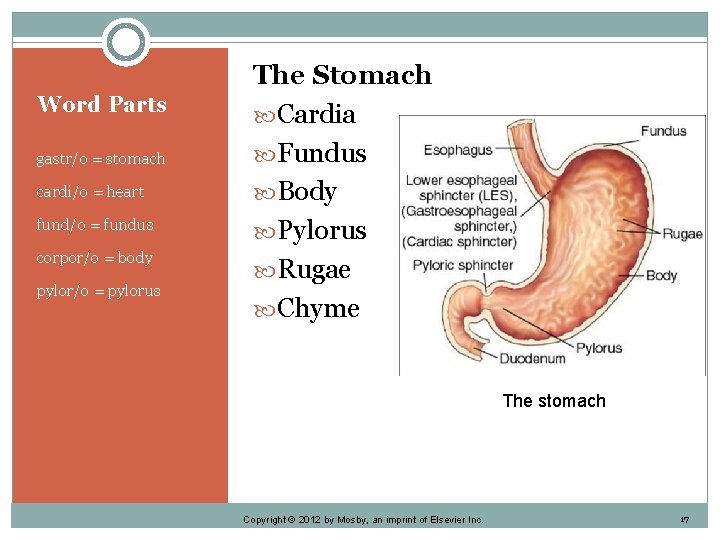 Word Parts gastr/o = stomach cardi/o = heart fund/o = fundus corpor/o = body