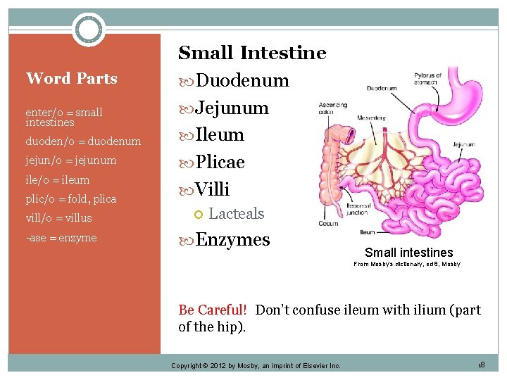 Word Parts enter/o = small intestines duoden/o = duodenum jejun/o = jejunum ile/o =