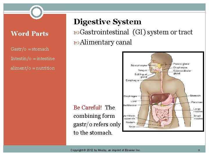 Digestive System Word Parts Gastrointestinal (GI) system or tract Alimentary canal Gastr/o = stomach
