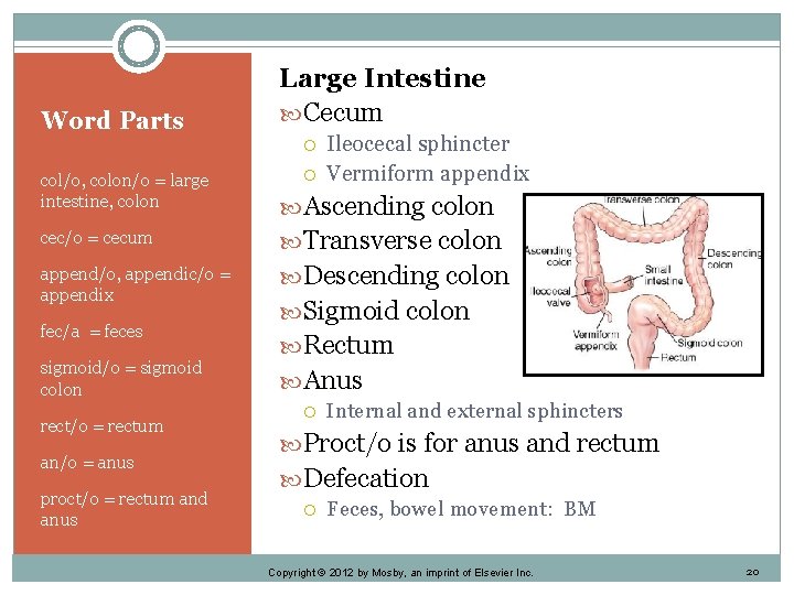 Word Parts Large Intestine Cecum col/o, colon/o = large intestine, colon Ileocecal sphincter Vermiform