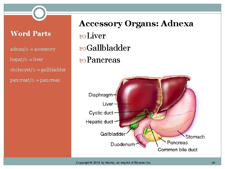 Word Parts adnex/o = accessory hepat/o = liver Accessory Organs: Adnexa Liver Gallbladder Pancreas