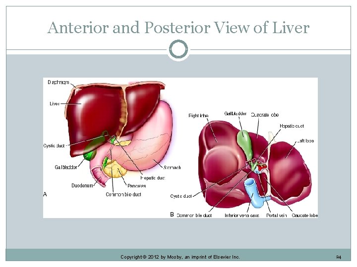 Anterior and Posterior View of Liver Copyright © 2012 by Mosby, an imprint of