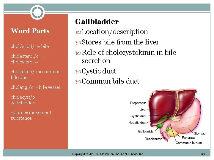 Word Parts chol/e, bil/i = bile cholesterol/o = cholesterol = choledoch/o = common bile
