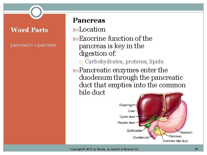 Word Parts pancreat/o = pancreas Pancreas Location Exocrine function of the pancreas is key