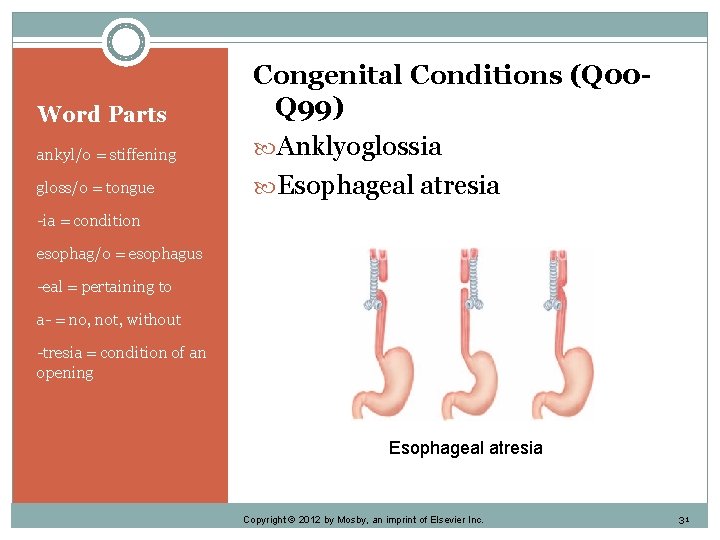 Word Parts ankyl/o = stiffening gloss/o = tongue Congenital Conditions (Q 00 Q 99)